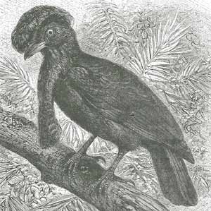 Umbrellabird Bird Facts | Cephalopterus | AZ Animals