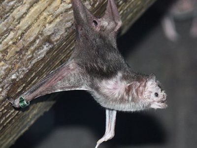 A Vampire Bat