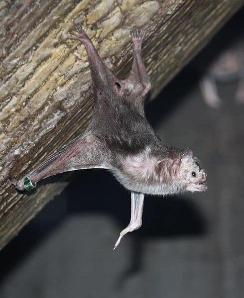 vampire bat hanging upside down