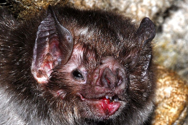 vampire bats teeth