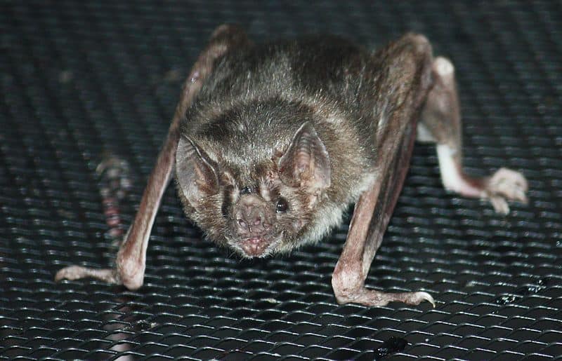 vampire bat wingspan