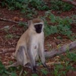 Vervet monkey