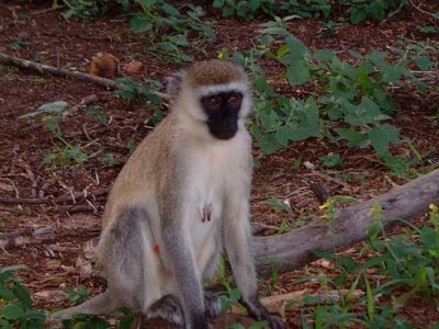 Vervet Monkey Picture