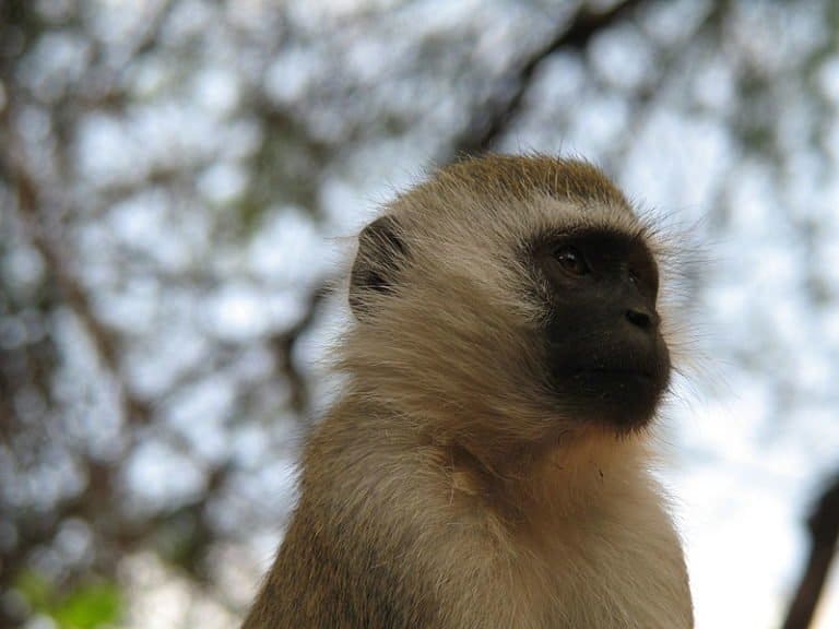 The facial features of an East African Vervet Monkey