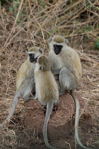 Vervet Monkey Animal Facts | Chlorocebus pygerythrus | AZ Animals