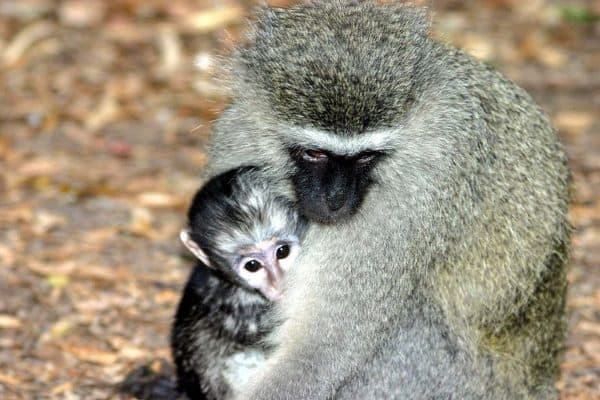 Vervet Monkey Animal Facts Chlorocebus pygerythrus AZ 