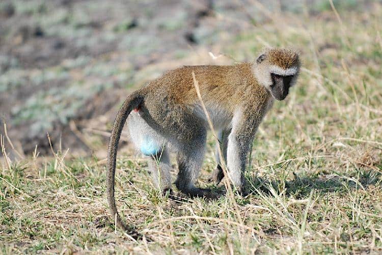 Red-Butt Monkeys vs Blue-Butt Monkeys: Which Species Are These? - A-Z ...