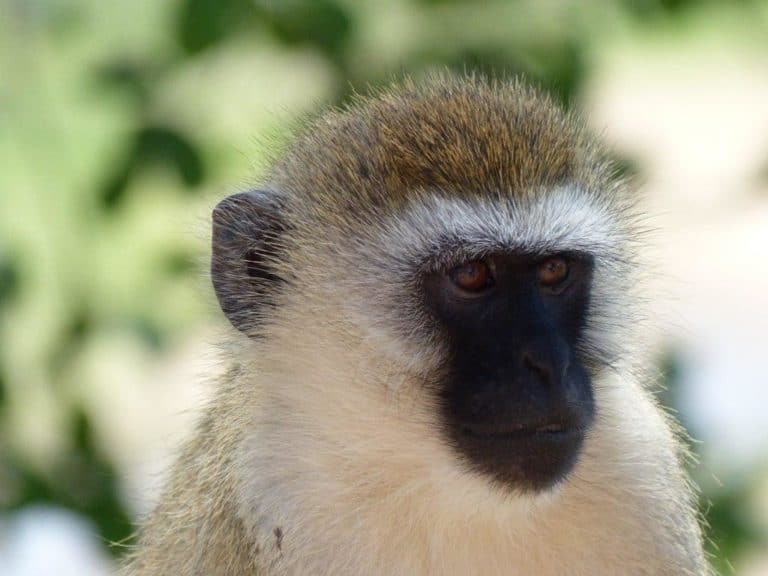 Vervet monkey in Tarangire