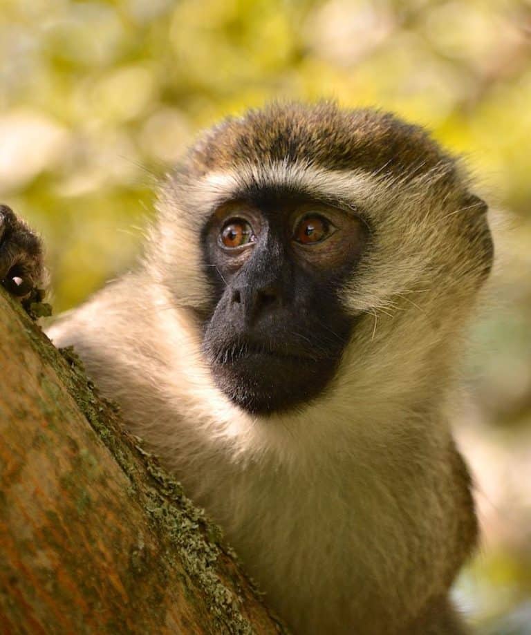 Vervet Monkey, Uganda