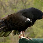 The turkey vulture sits on a rock, in its typical 