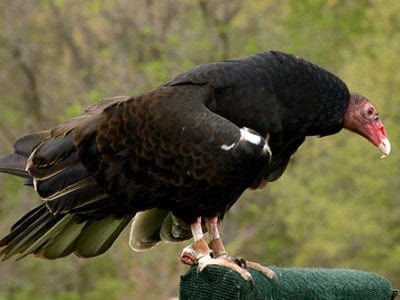 A Turkey Vulture