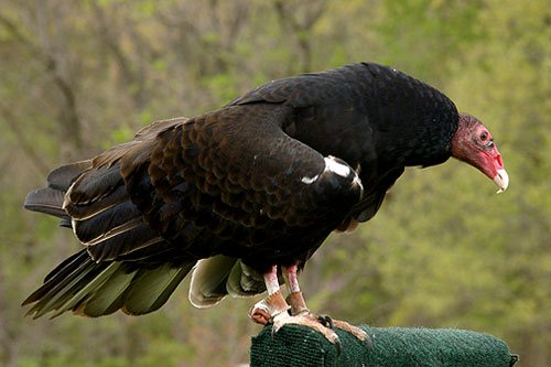 Large Turkey Vulture perched on rock