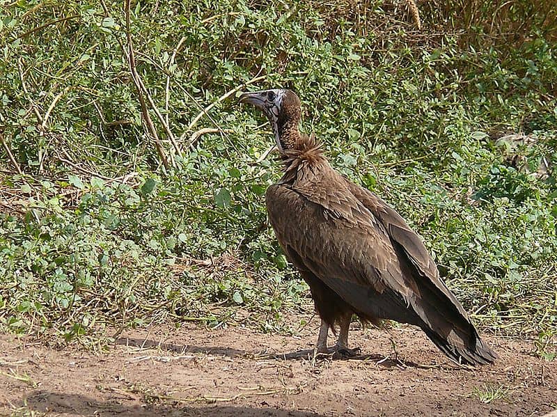 Vulture - Wikipedia