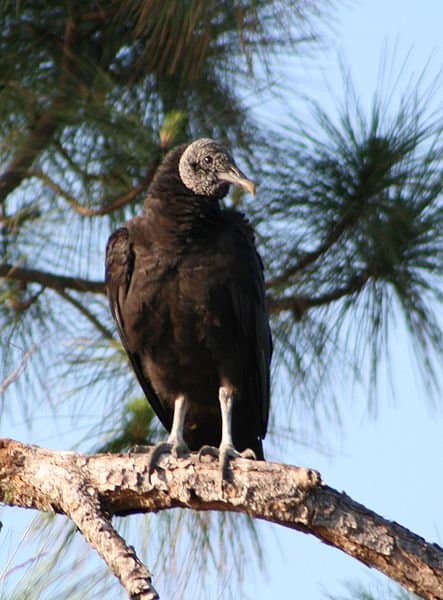 Black Vulture sitting in tree