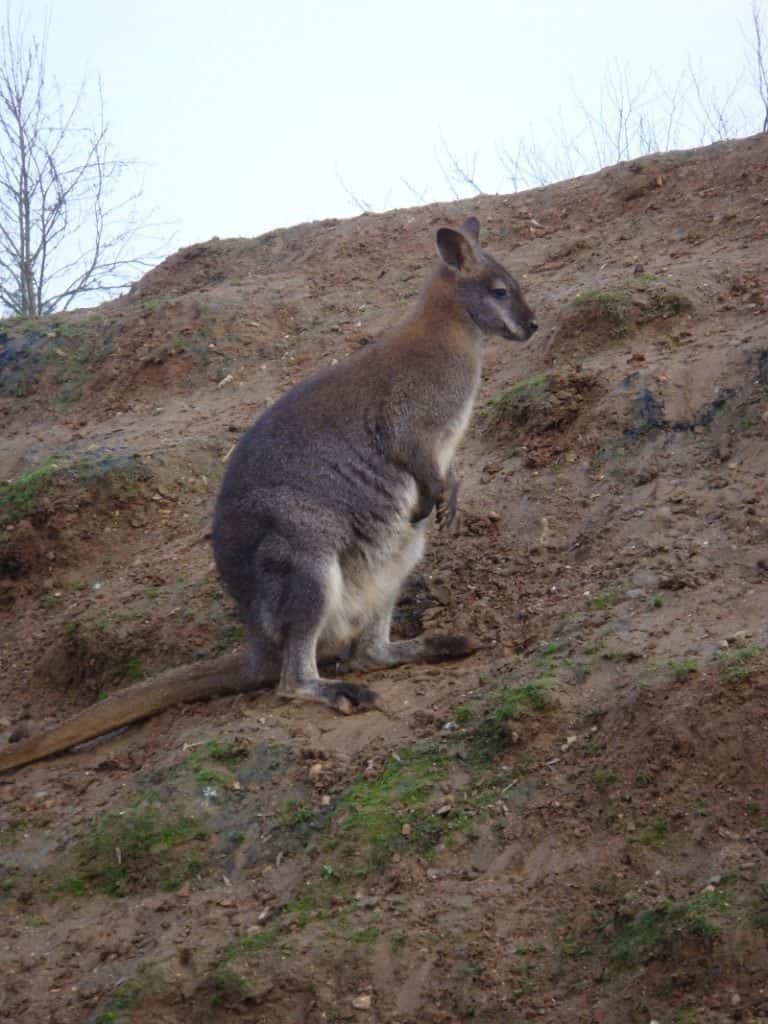 Wallaby in Colchester Zoo