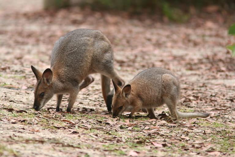 Red-necked Wallaby (Macropus rufogriseus) female with young