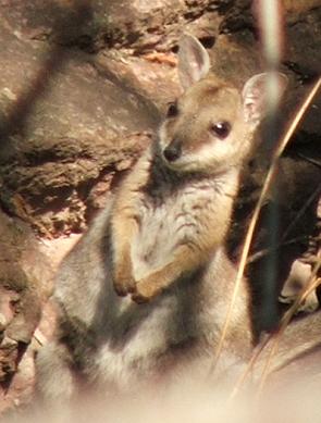 Short-eared Rock Wallaby (Petrogale brachyotis), Litchfield National Park, Australia