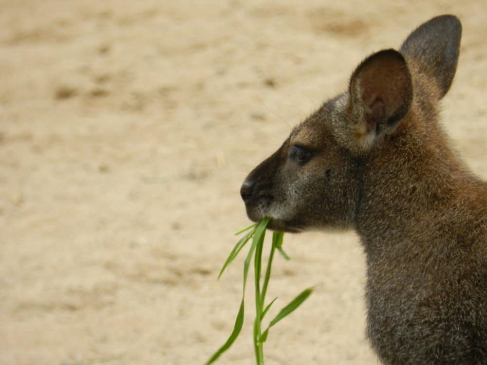 Wallaby in Barcelona Zoo