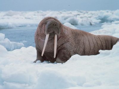 Walrus Picture