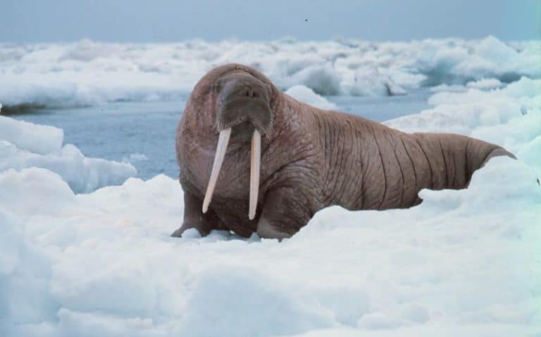 Large walrus on the ice - Odobenus rosmarus divergens - contemplating the photographer - Alaska, Bering Sea