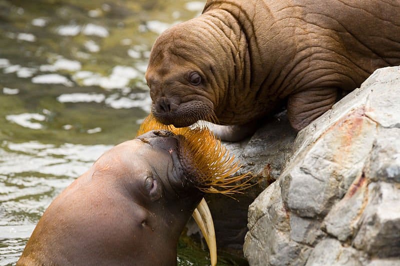 sea lion vs walrus