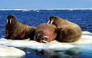 You Can Help Scientists Spot Walruses From Space! Picture