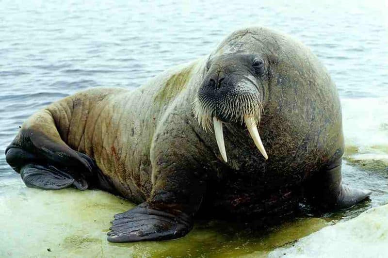 walrus