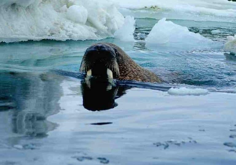 walrus vs elephant seal