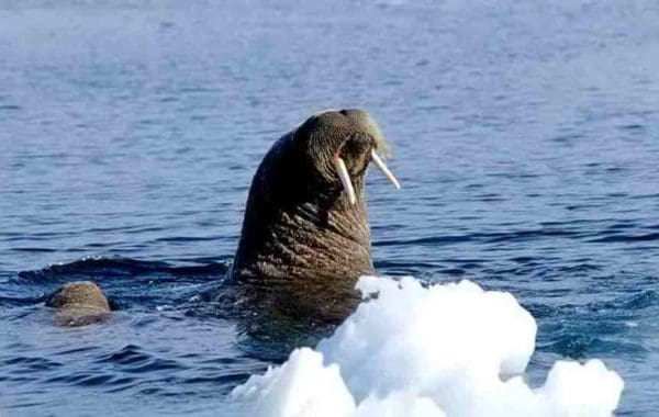 Polar Bear Vs Walrus: Who Would Win In A Fight? - A-Z Animals