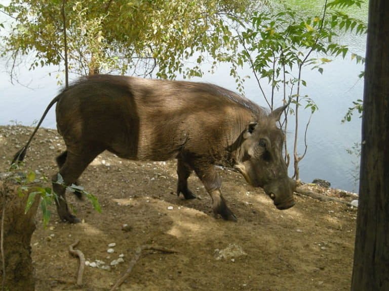 Warthog, Senegal