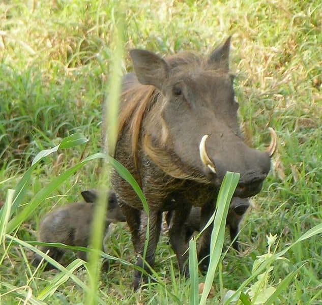 Warthogs in Gorongosa National Park, Mozambique