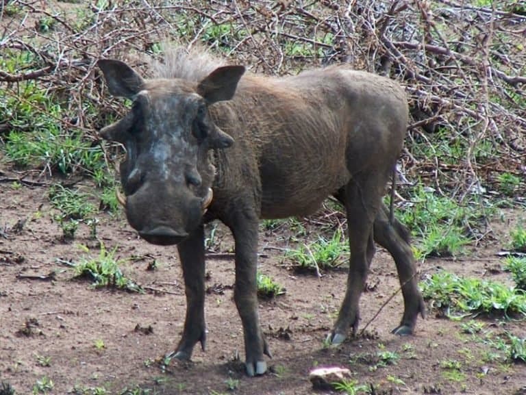 Common Warthog in Kruger Park, South Africa