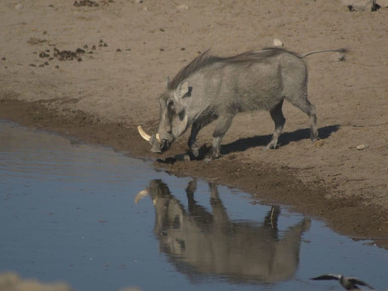 Warthog at Chudop waterhole, Etosha, Namibia.