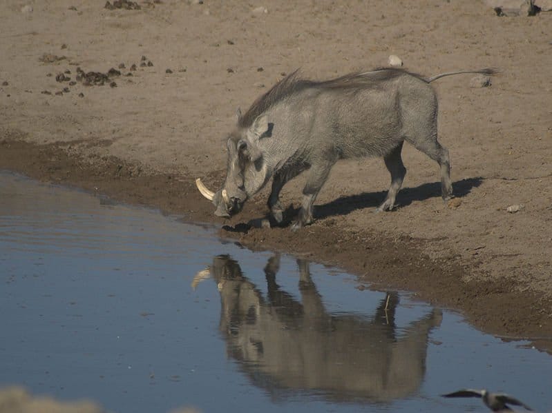 Warthogs กินอะไร?  - Warthog ที่แอ่งน้ำ Chudop, Etosha, Namibia