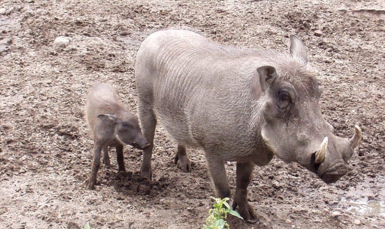Warthog with young