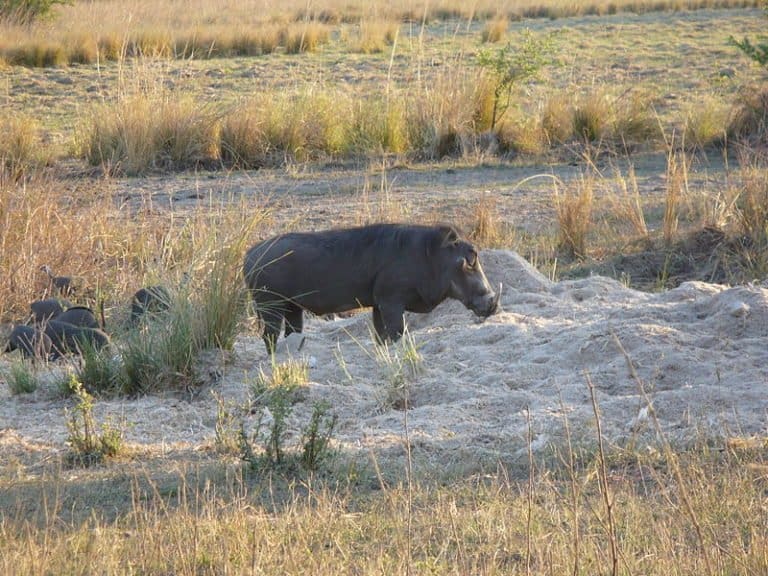 Warthog, Mosi-oa-Tunya National Park, Zambia