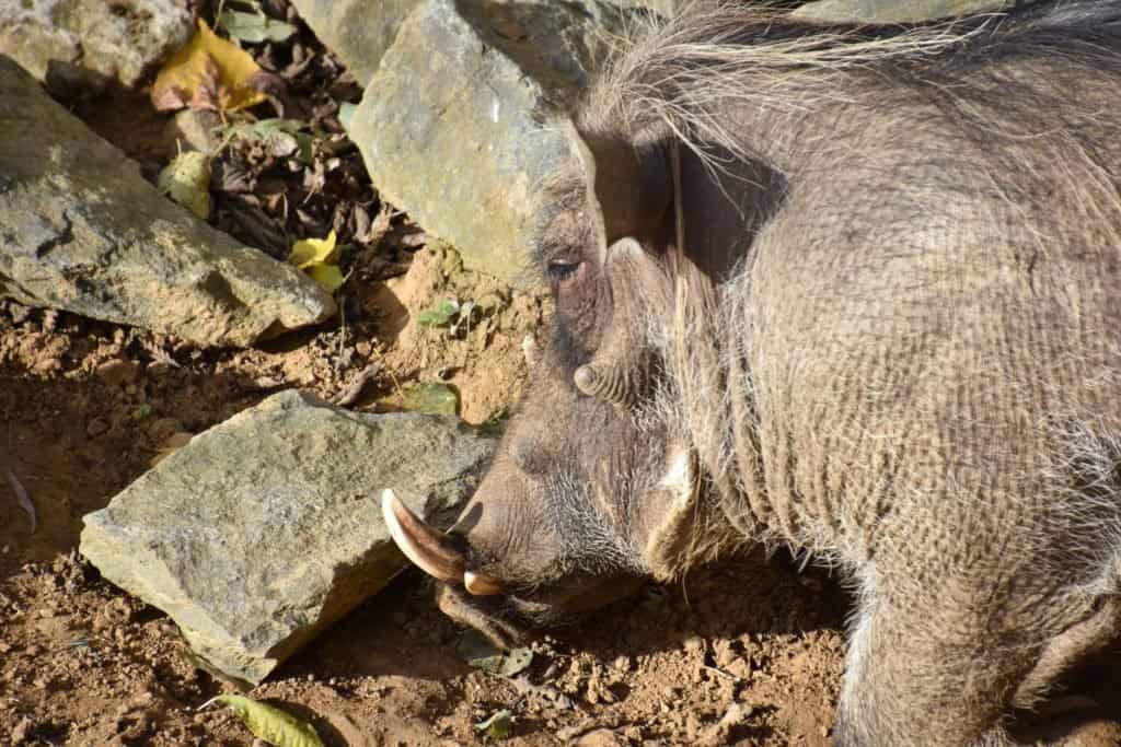 What Do Warthogs Eat? - warthog at a zoo