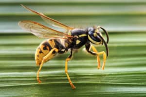 Wasp on a leaf