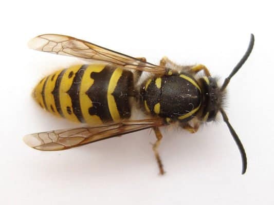 Wasp Insect Facts A Z Animals Wasp Insect Facts A Z Animals