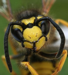 Wasp Lifespan: How Long Do Wasps Live? Picture