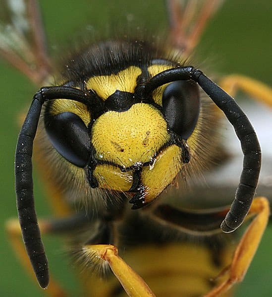 Wasp, close-up of head