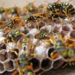 Wasps nesting