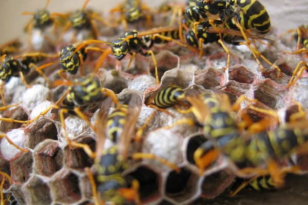 Wasps nesting