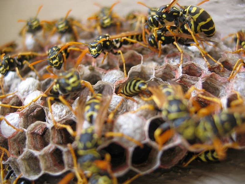 Wasps nesting