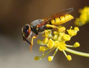 10 Incredible Wasp Facts Picture