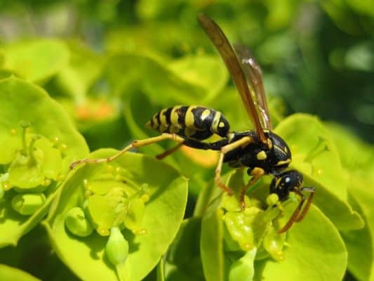 Wasp Quiz: Test Your Knowledge! - A-Z Animals