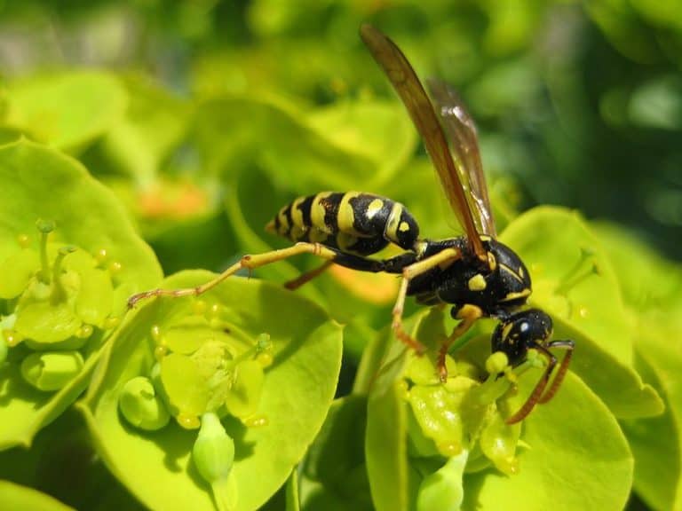 Wasp, Myrtle Spurge