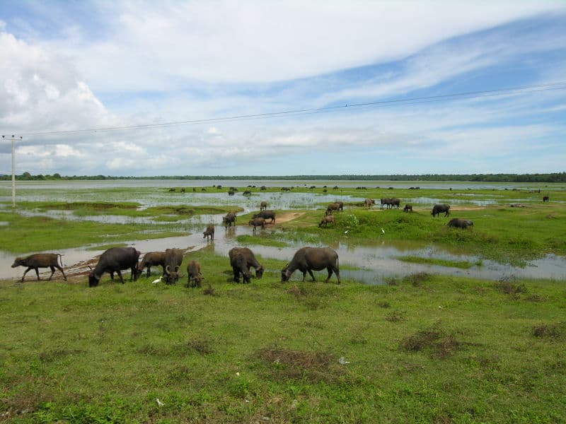 Water buffalo in Sri Lanka
