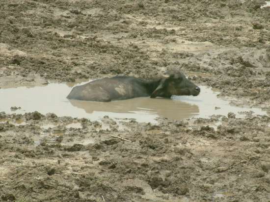 Water buffalo in India
