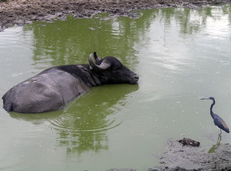 An Asian water buffalo
